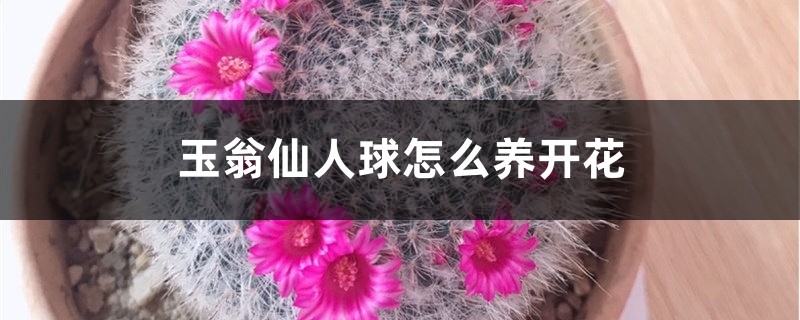 玉翁仙人球怎么养开花 玉翁仙人球怎么养开花