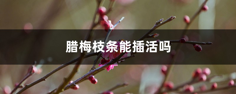 腊梅枝条能插活吗 腊梅枝条能插活吗