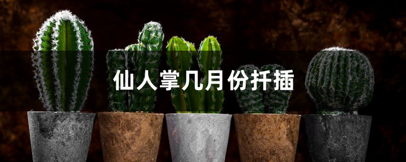 仙人掌几月份扦插 仙人掌几月份扦插