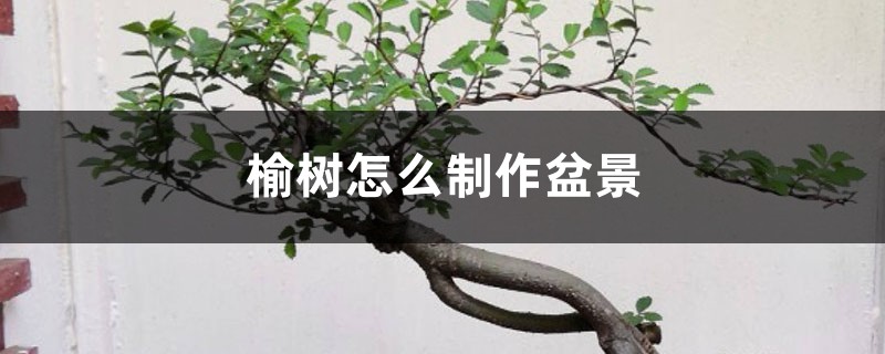 榆树怎么制作盆景 榆树怎么制作盆景